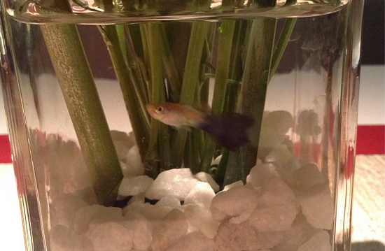 Screen shot 2013-02-08 at 9.34.55 AM