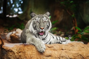 shutterstock_286556954