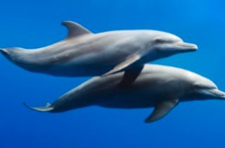 PicMonkey Collage - Dolphin