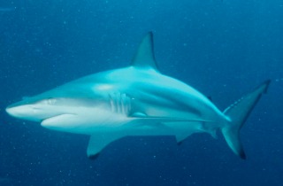 PicMonkey Collage - shark