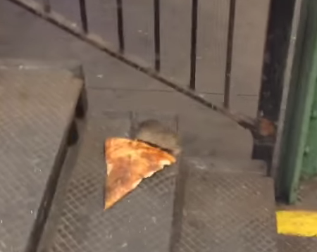 pizza rat