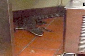 PicMonkey-Collage-Gator