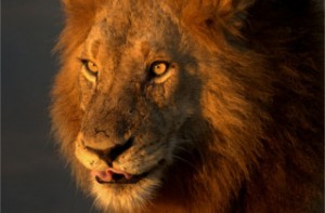 Lion