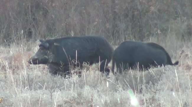 2012-12-15-YouTube-Boars
