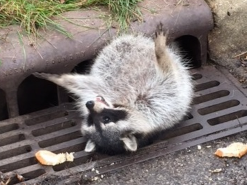 fat raccoon stuffed animal