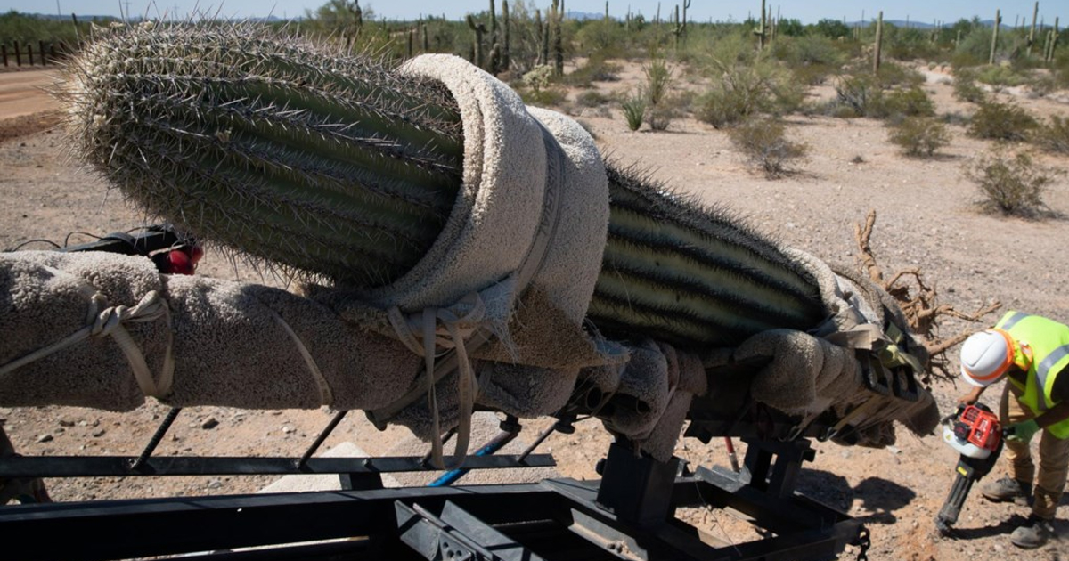 Workers prepare to relocate a saguaro cactus at Organ Pipe National Monument.
