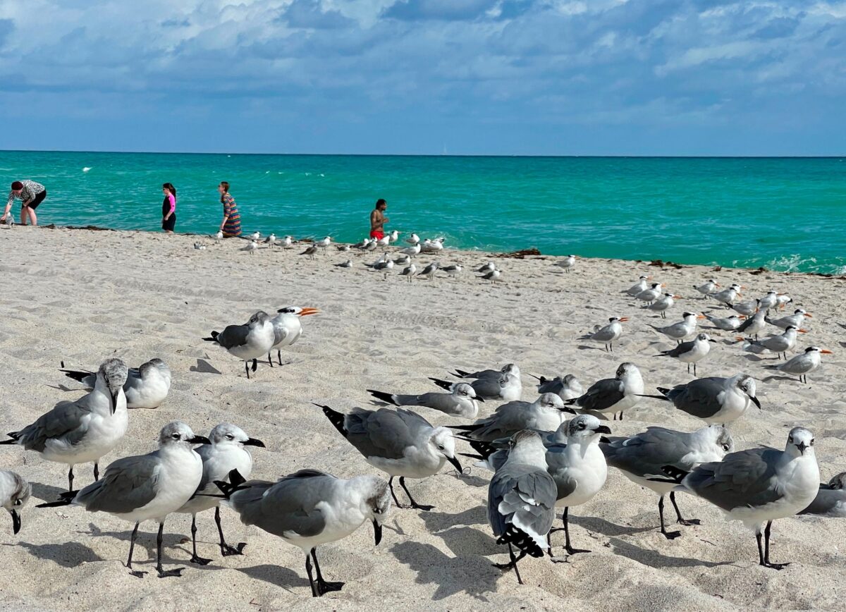 Miami Beach Florida Daniel Slim/Getty Images