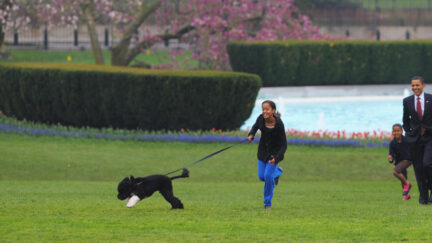 US President Barack Obama and daughters Malia and Sasha walk with the new family dog Bo, a Portuguese water dog, on April 14, 2009 at the White House in Washington