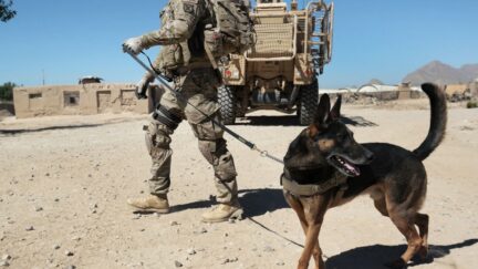 US Service Dog in Afghanistan