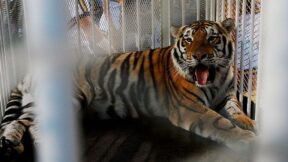 LSU mascot mike the tiger