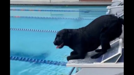Caeleb Dressel's Dog