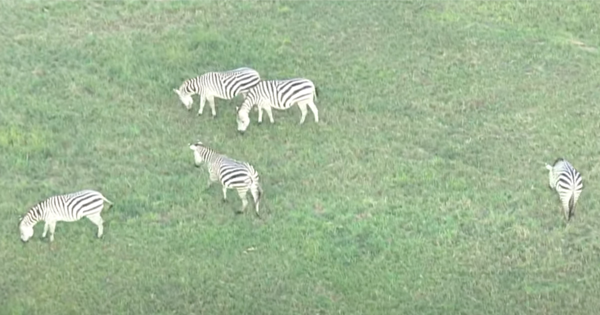 Zebras on the Loose in Maryland