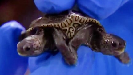 2-headed turtle