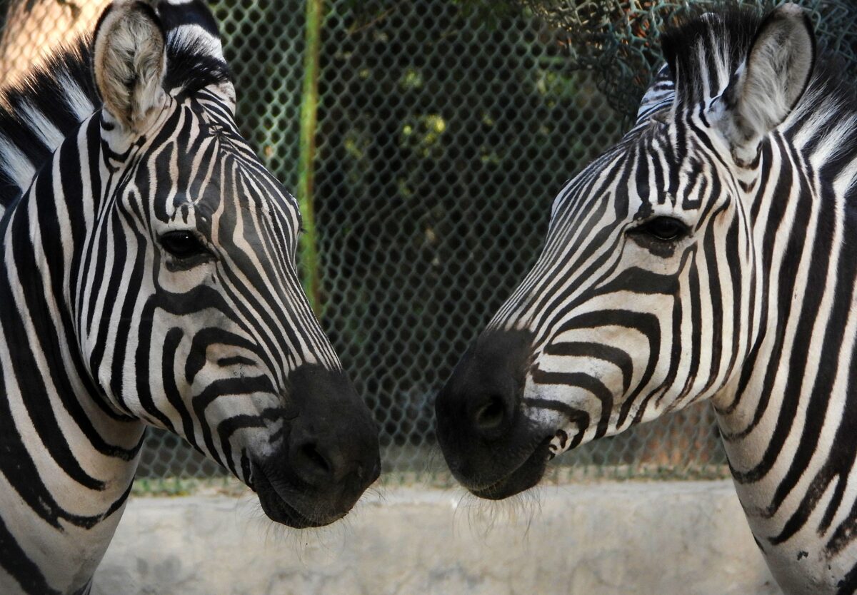 Zebras