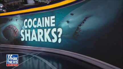 Cocaine Sharks?