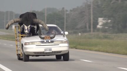 Man driving car with Watusi bull riding shotgun