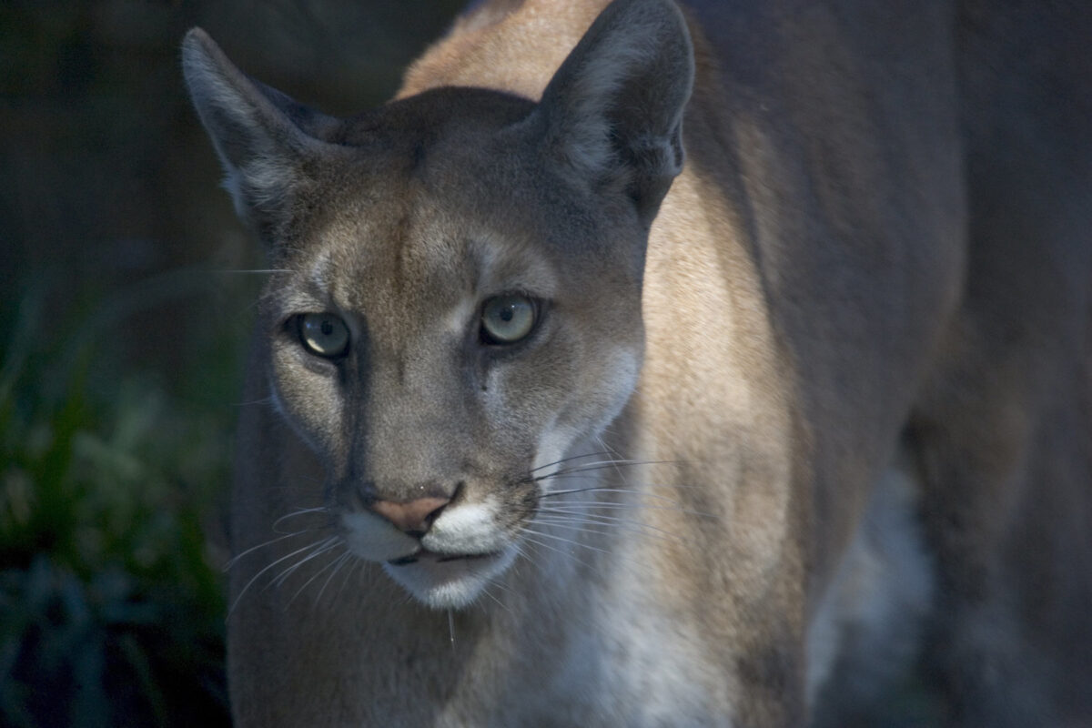 Florida panther