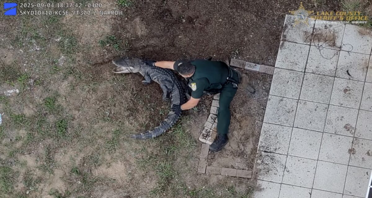 Lake County Florida cops wrangling alligator