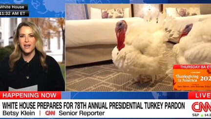 CNN Hypes Trump Turkey Pardon With Cornucopia Of Cutesy Thanksgiving Puns