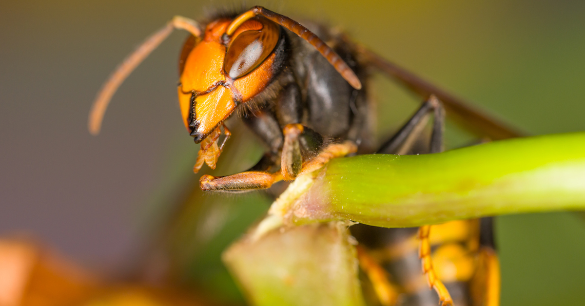 Father and Son Killed By 'Murder Hornets' In Laos