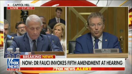 fauci and rand paul