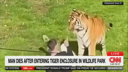 man facing off with tiger who is looming over him