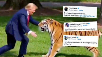 graphic of trump greeting tiger with screenshots of social media posts overlayed on it